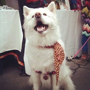 Pashmina Print naranja para perro